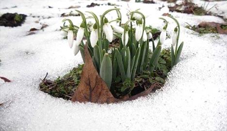 17377304171705227029viber_slika_2024-01-11_18-39-02-448 2.jpg