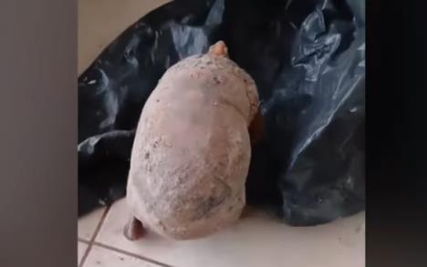 Jabuti kornjača bila zatrpana 10 godina ispod kuće 1.png