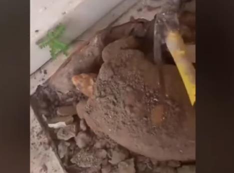 Jabuti kornjača bila zatrpana 10 godina ispod kuće.png