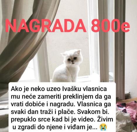 nestao mačak 2.jpg