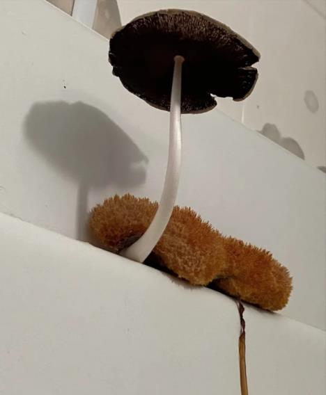 Screenshot 2025-03-11 130501.jpg