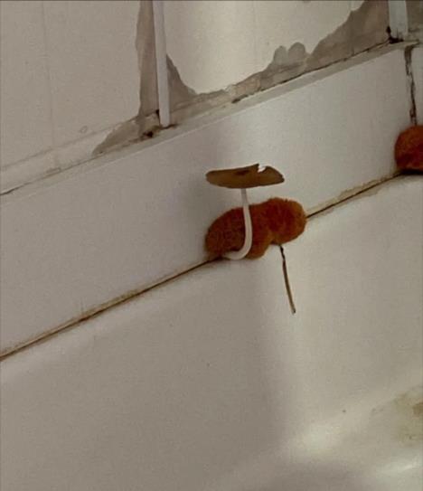 Screenshot 2025-03-11 130507.png