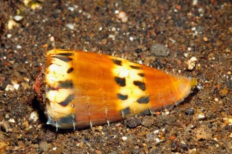 Konus puž profimedia-0558760448.jpg