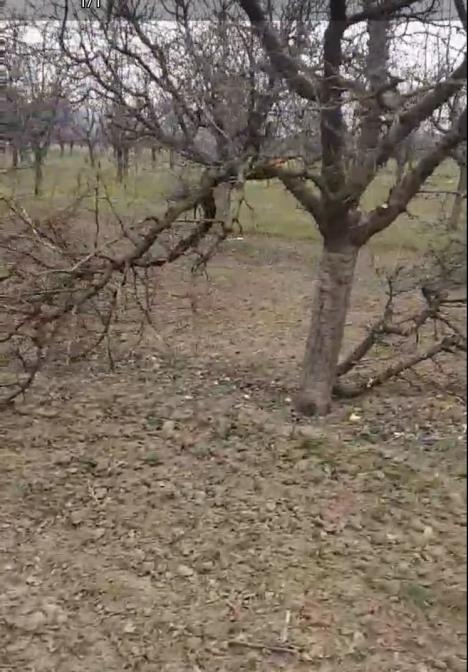 vocnjak stosovic.jpg