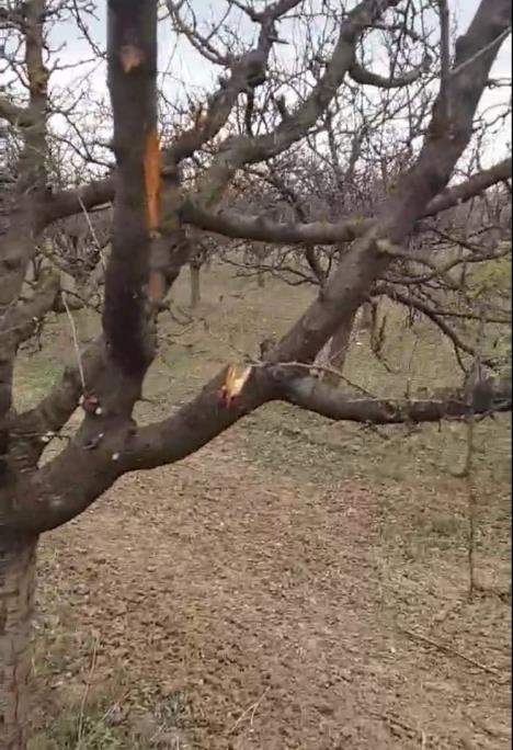 vocnjak stosovic2.jpg