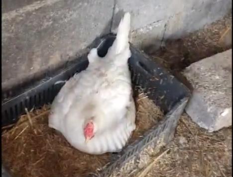 Goran pronašao mačiće ispod kokoške 1.jpg