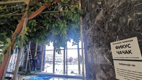 1742729243_1680510185_cacak-najstariji-fikus-na-balkanu-fotorina1 (1).jpg