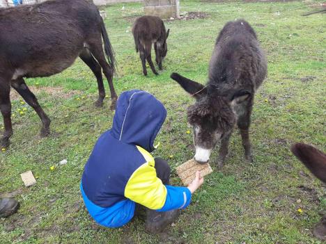 jezdimirovic novak.jpg