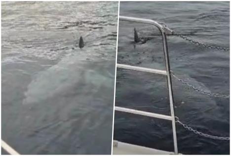 morski pas istra 3.jpg