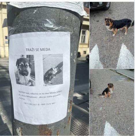 meda 2.jpg