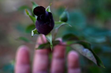 crna ruža profimedia-0695959642.jpg