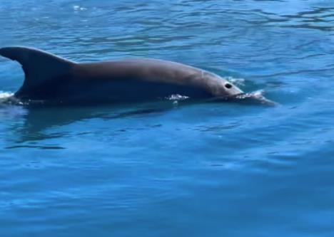 Delfin u Boki kotorskoj