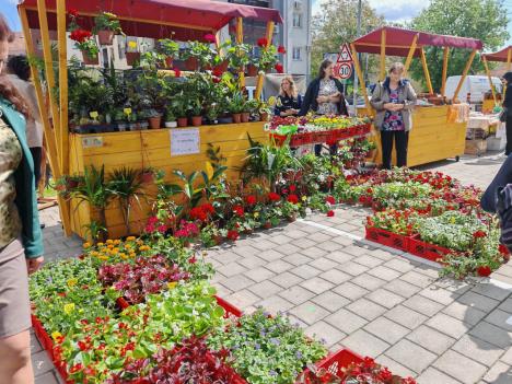 Sajam cveća 4.png