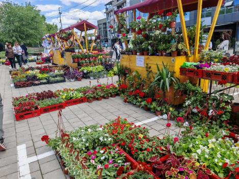 Sajam cveća 3.png