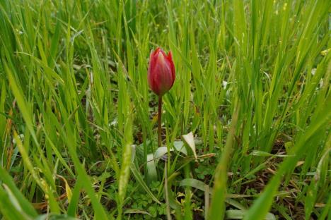 Kazna za branje Manisinske lalе – preko 1,9 miliona dinara profimedia-0964340934.jpg