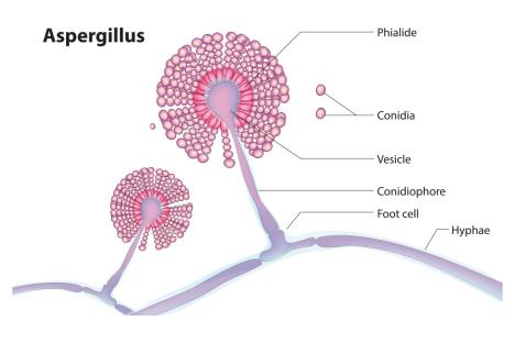 Aspergillus++.jpg