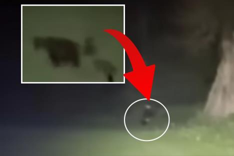 Medved kod Vlašića