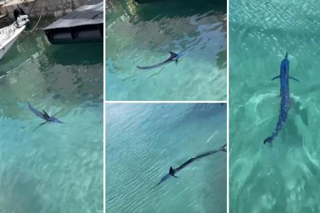 Sabljarka u Makarskoj