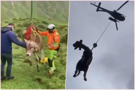 Evakuacija krava u Švajcarskoj