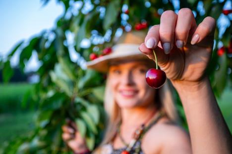 trešnje shutterstock_2539752735.jpg