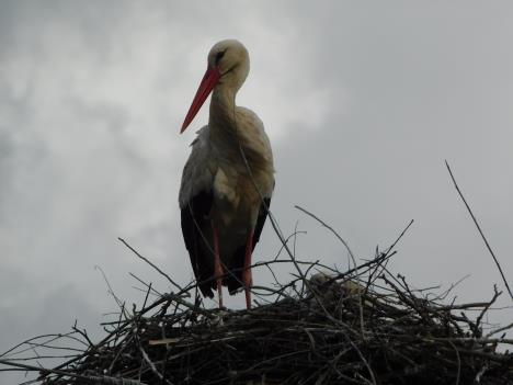 LOZNICA -Roda je dobar znak.JPG