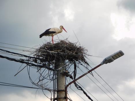 LOZNICA - Na vrhu bandere.JPG