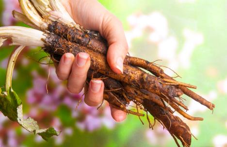 cicak koren shutterstock_1162797403.jpg