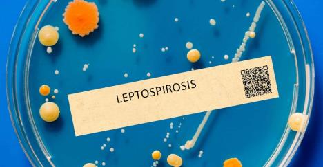 leptospiroza shutterstock_2318114595.jpg