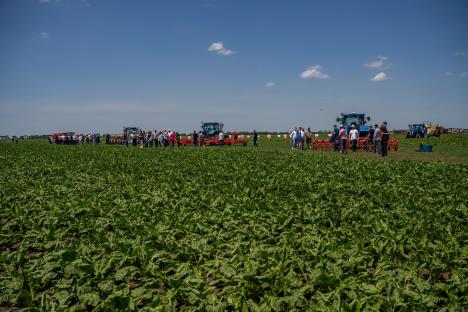 Sunoko Dan polja šećerne repe 2025 2 - Foto Jakov Simović.jpg