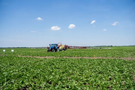 Sunoko Dan polja šećerne repe 2025 3 - Foto Jakov Simović.jpg