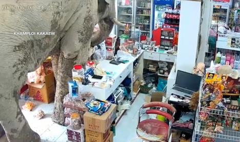 2025-06-04 18_31_28-‘I think he just wanted snacks’_ Thai shopkeeper caught off guard as wild elepha.png