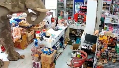 2025-06-04 18_31_17-‘I think he just wanted snacks’_ Thai shopkeeper caught off guard as wild elepha.png