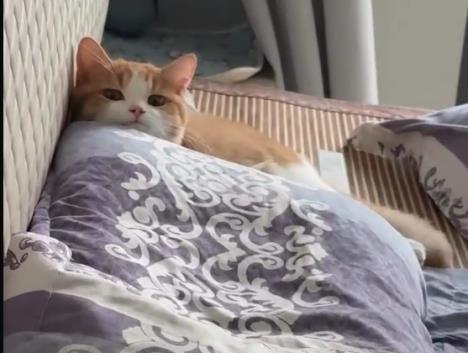 Screenshot 2025-06-10 115253.jpg