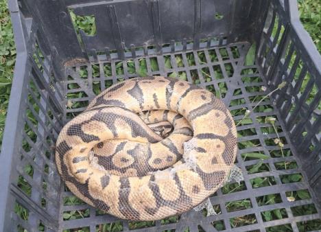 piton Sklonište za nezbrinute životinje Grada Zagreba - Dumovec.jpg