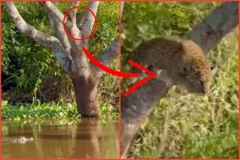 JAGUAR.jpg