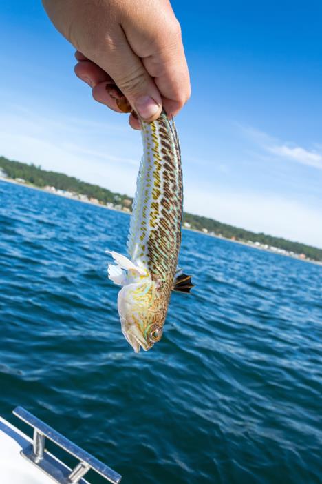 shutterstock_308992427.jpg