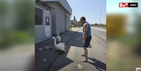 Labudovi3.jpg