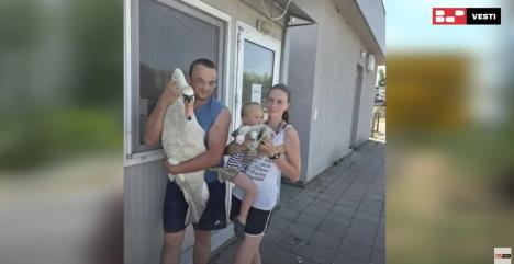 Labudovi5.jpg