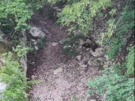 Zoavine - Mečka i tri mečeta  (5).jpg