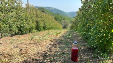 1751010876_cacak-kablar-maline-fotorina3.jpg
