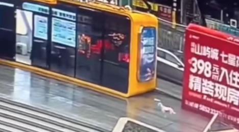 Izgubljen pas našao vlasnika.jpg