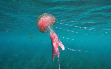meduza shutterstock_1371626864.jpg