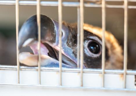 crni strvinar FB Društvo za zaštitu i proučavanje ptica Srbije Foto Nikola Stevanović.jpg