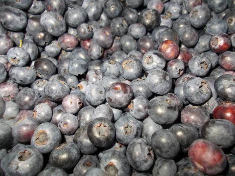 LOZNICA - Borovnica nije izdala.JPG