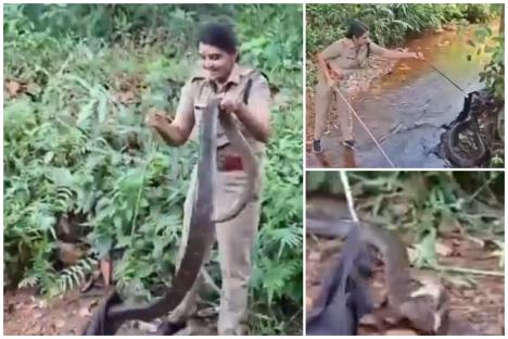 U Indiji uhvaćena kobra duga 6 metara