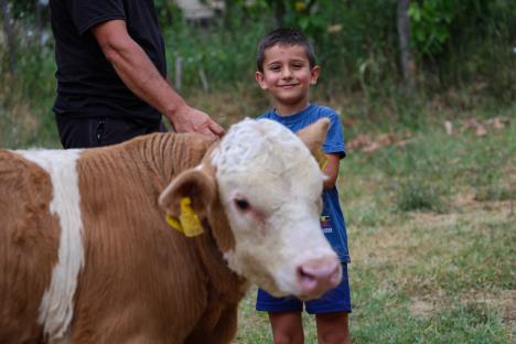 Podela plastenika 1.jpg