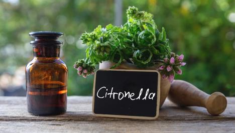 eterično ulje citronele shutterstock_2156654507.jpg