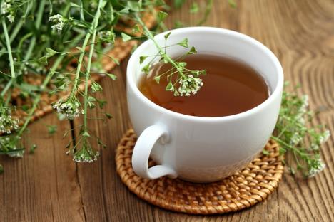 rusomača shutterstock_2310119727.jpg