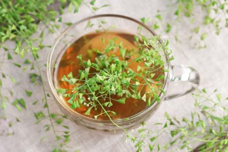 rusomača shutterstock_2439201185.jpg