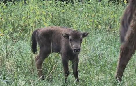 Screenshot 2025-07-27 171116.png